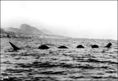 What is the name of this creature ?