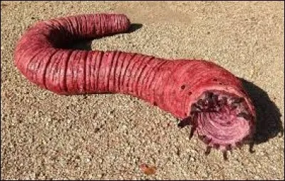 What is the name of this creature ?