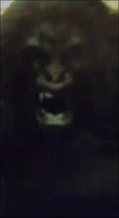 What is the name of this creature ?