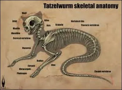 What is the name of this creature ?