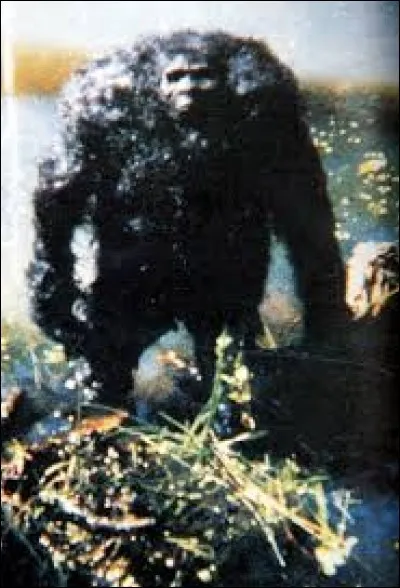 What is the name of this creature ?