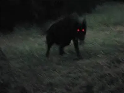 What is the name of this creature ?