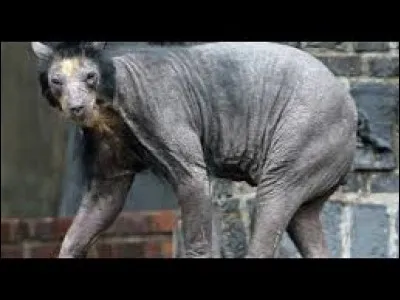 What is the name of this creature ?