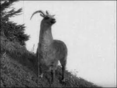 What is the name of this creature ?