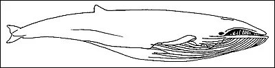 What is the name of this whale ?