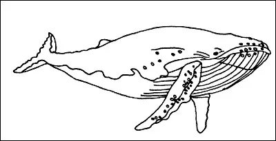 What is the name of this whale ?