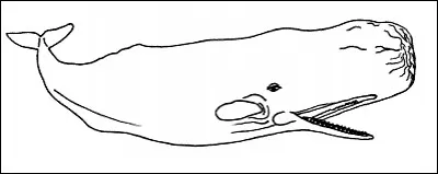 What is the name of this whale ?