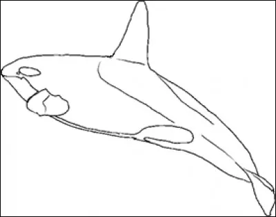 What is the name of this whale ?