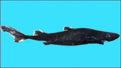 What is the name of this shark ?
