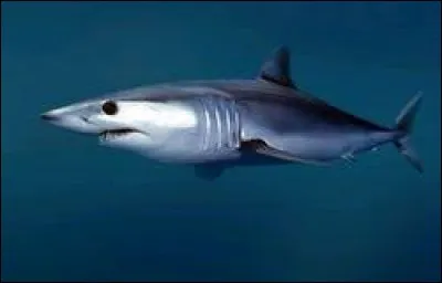 What is the name of this shark ?
