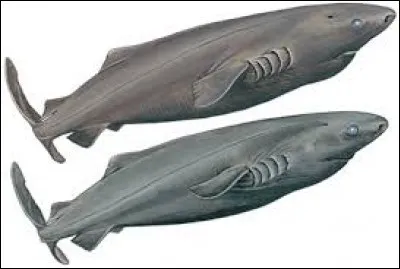 What is the name of this shark ?