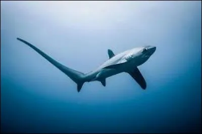 What is the name of this shark ?