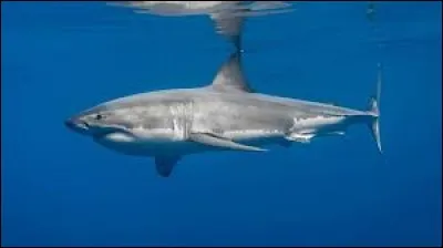 What is the name of this shark ?