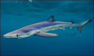 What is the name of this shark ?