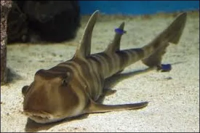 What is the name of this shark ?