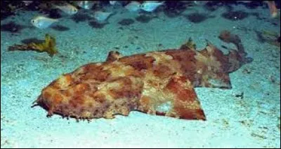 What is the name of this shark ?