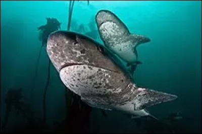 What is the name of this shark ?