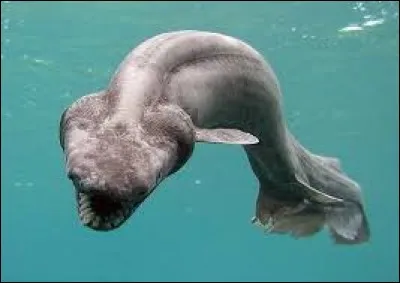 What is the name of this shark ?