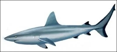 What is the name of this shark ?