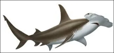 What is the name of this shark ?