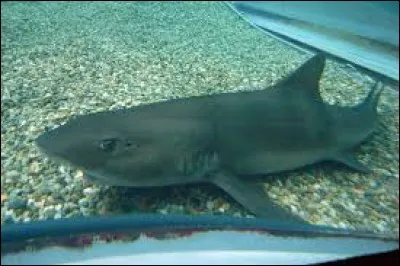 What is the name of this shark ?