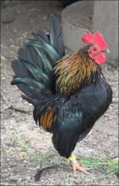 What is the name of this hen ?