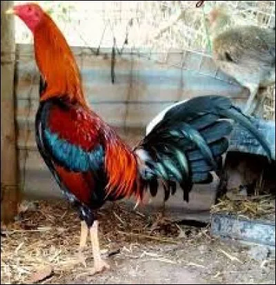 What is the name of this hen ?