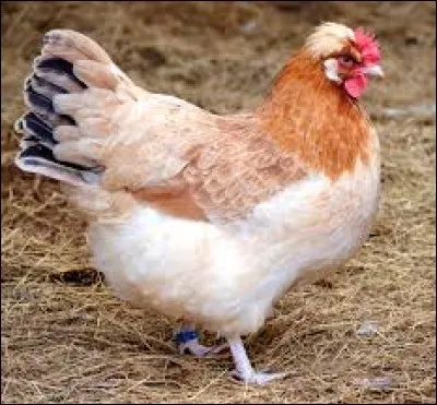 What is the name of this hen ?