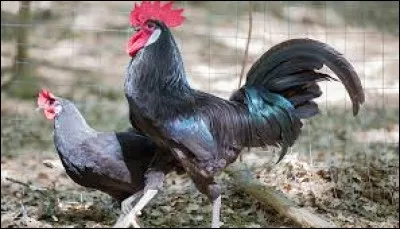 What is the name of this hen ?