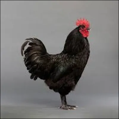 What is the name of this hen ?