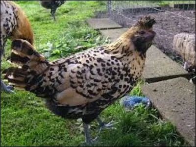 What is the name of this hen ?