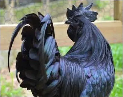 What is the name of this hen ?