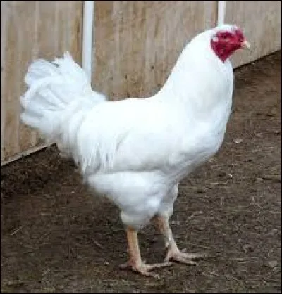 What is the name of this hen ?