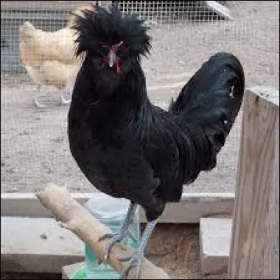 What is the name of this hen ?