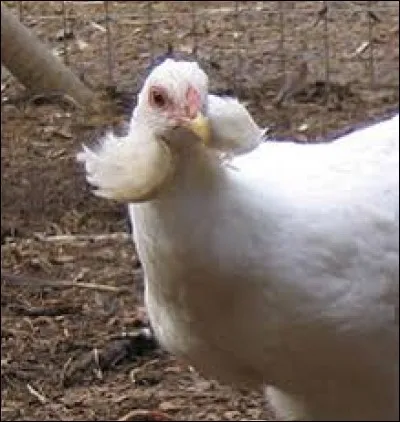 What is the name of this hen ?