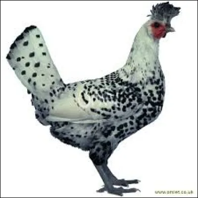 What is the name of this hen ?