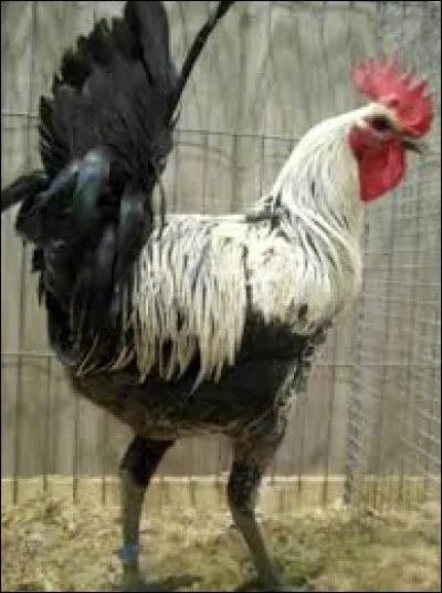 What is the name of this hen ?