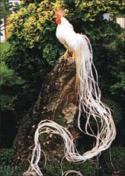 What is the name of this hen ?