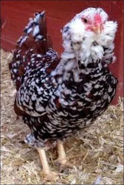 What is the name of this hen ?