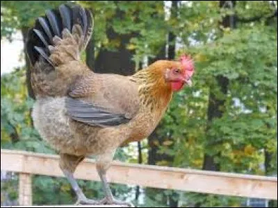What is the name of this hen ?
