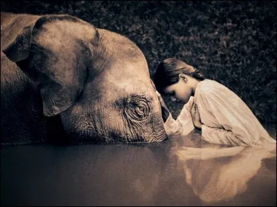 What name is given to a person who drives and maintains a domestic elephant?