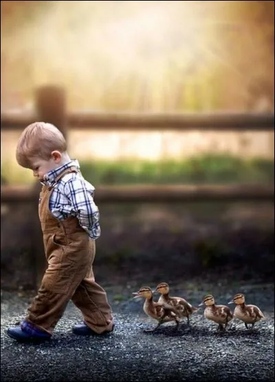 Which of the following is not a duck species?