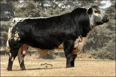 What is the name of this breed ?