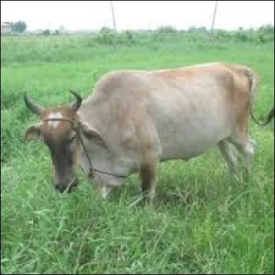 What is the name of this breed ?