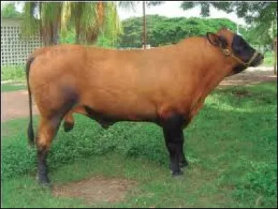 What is the name of this breed ?