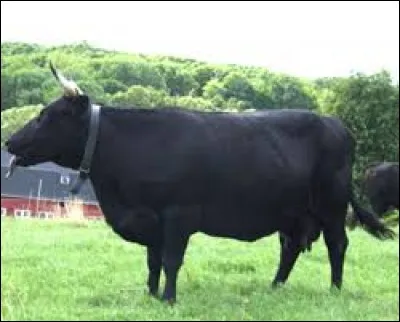 What is the name of this breed ?