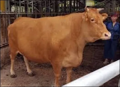 What is the name of this breed ?