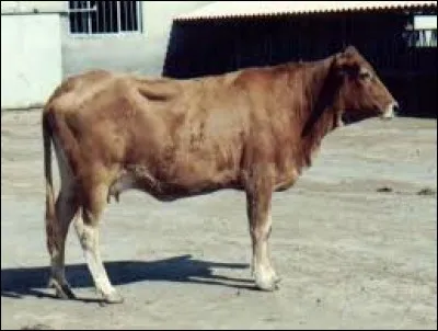 What is the name of this breed ?