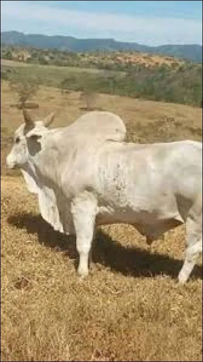 What is the name of this breed ?