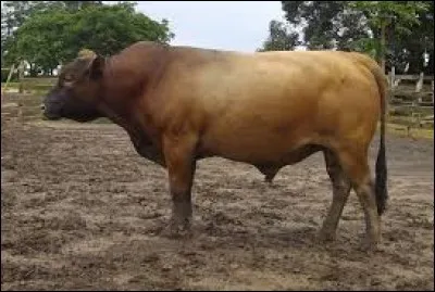 What is the name of this breed ?